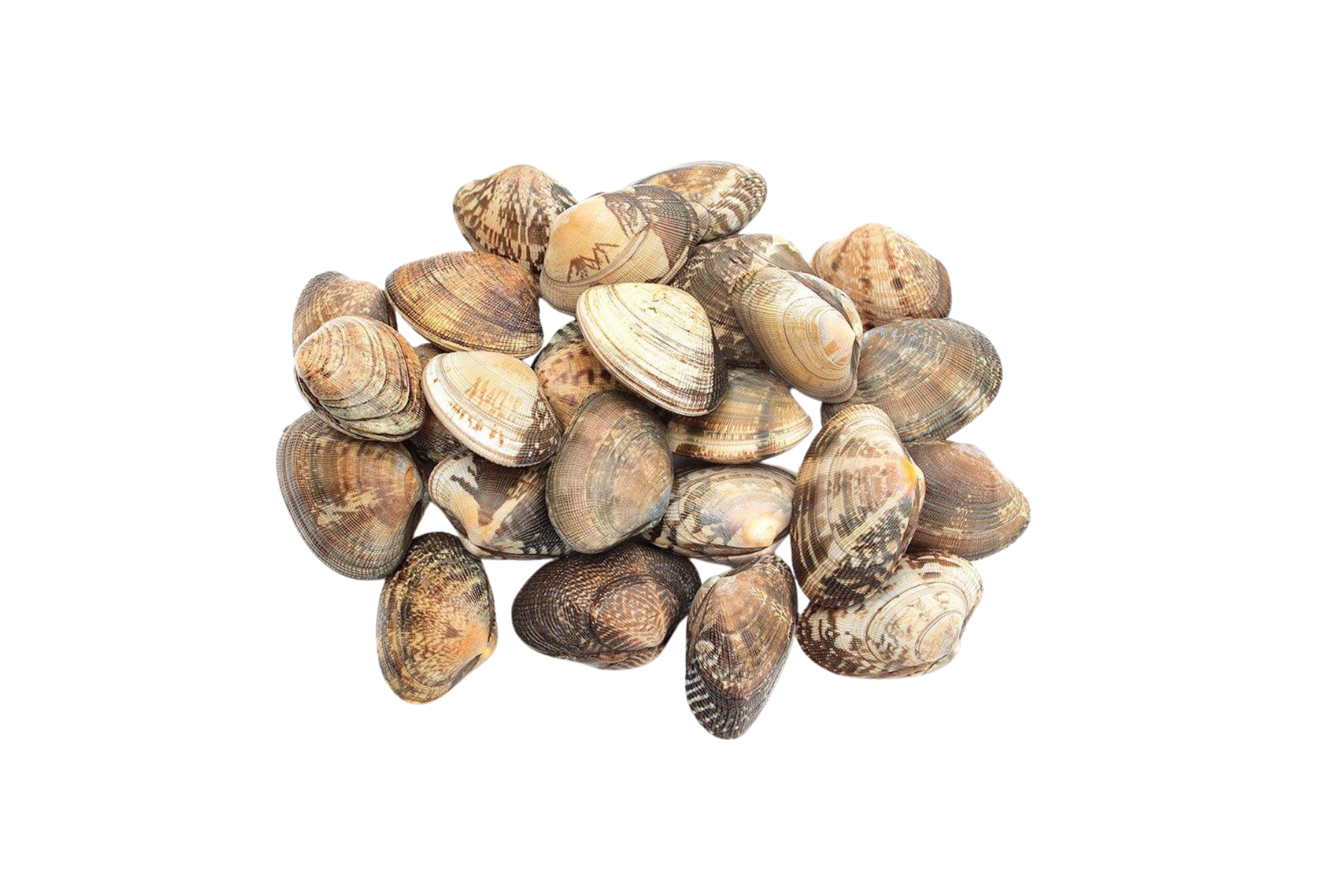 Flower Clam(31/40) - 花啦啦