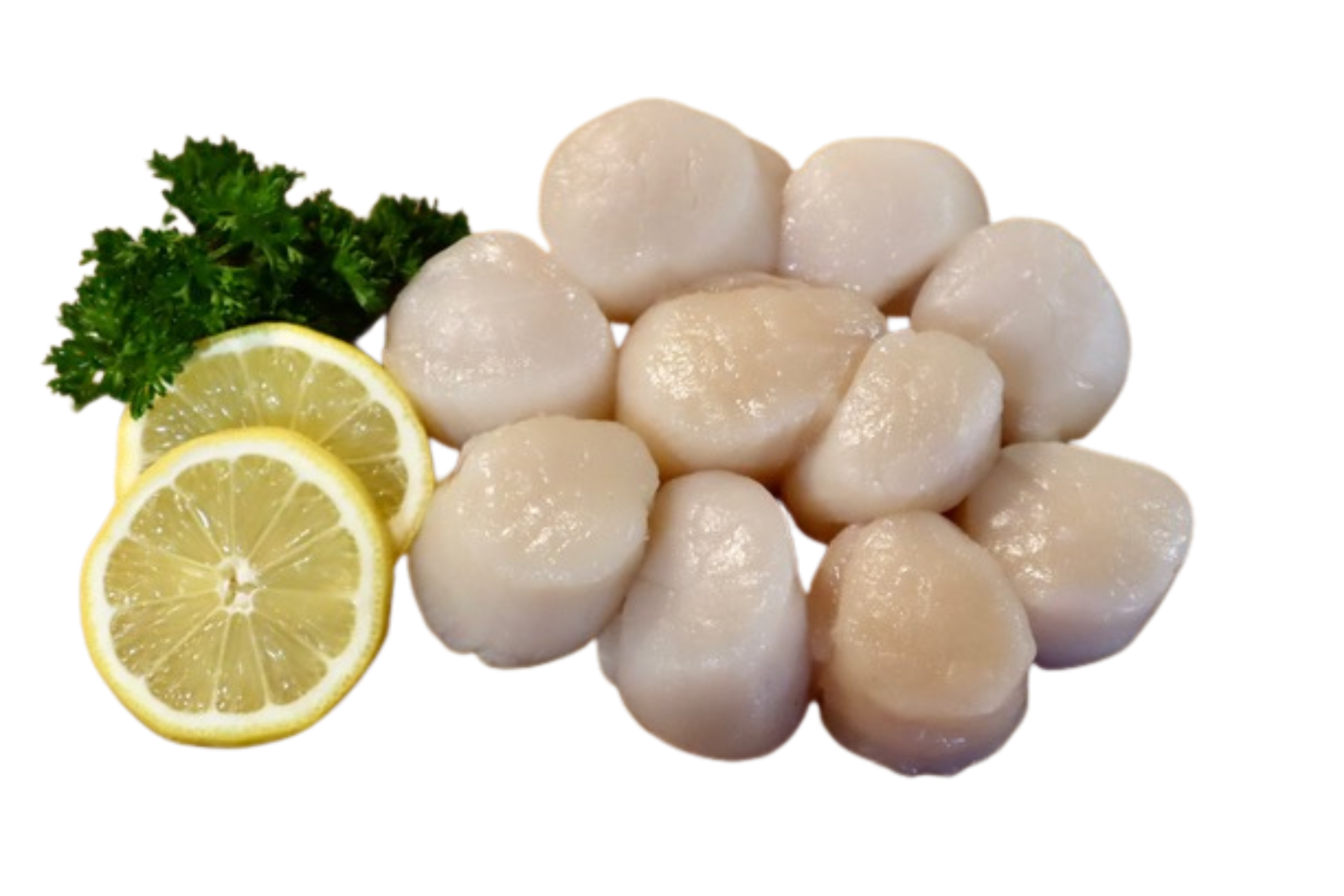 Canada Scallop 20/30 (鲜带子)