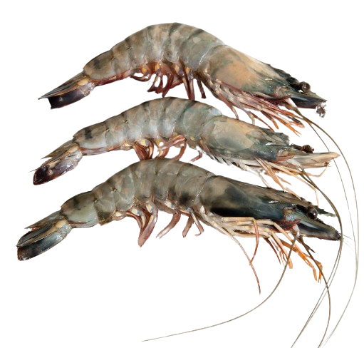 Hoso Tiger Prawn - 老虎虾(有壳)
